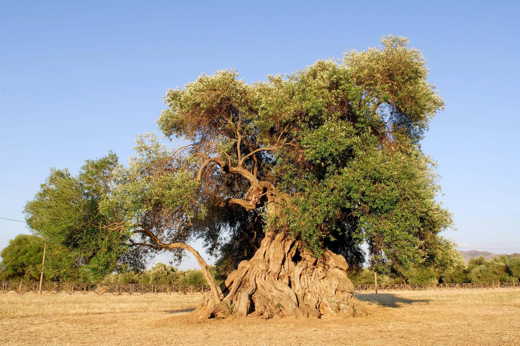 Sa Reina di Villamassargia
