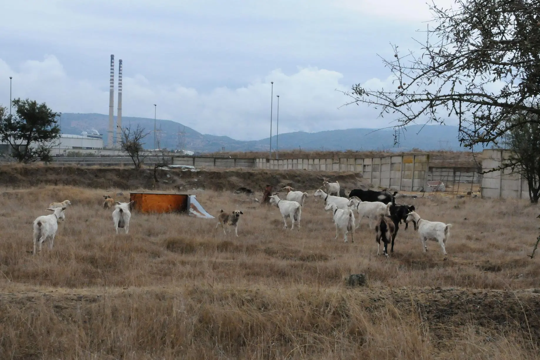 La piana di Ottana