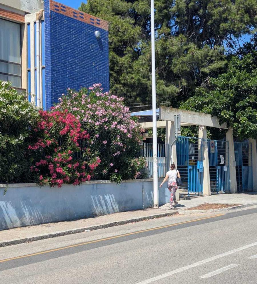 Nella scuola un allevamento di galline e quaglie