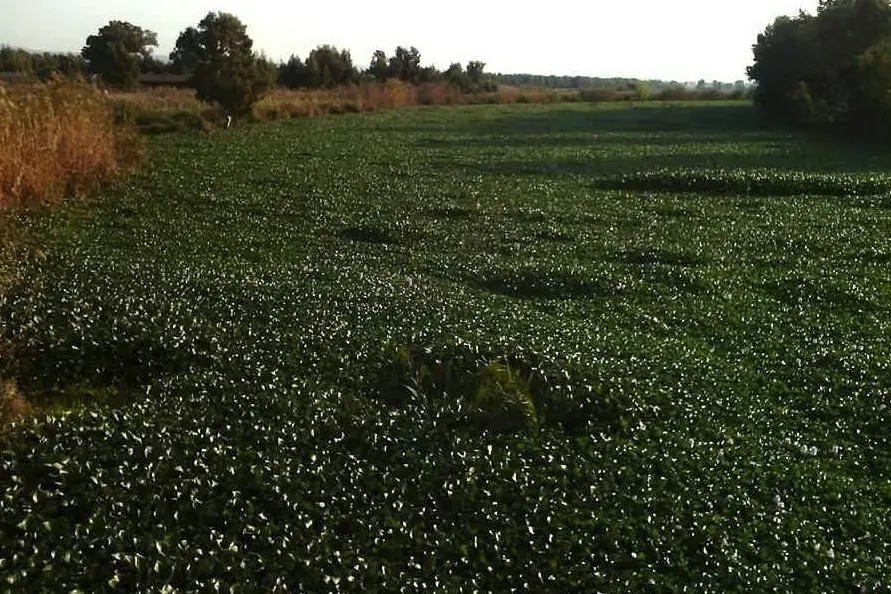 Il giacinto d'acqua sul Rio Mare Foghe