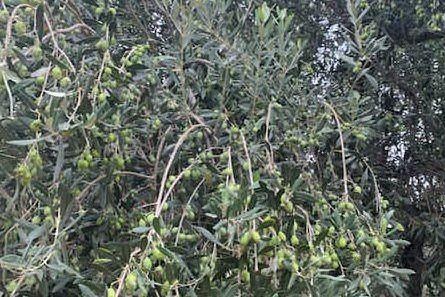 Olive, in Sardegna si annuncia un buon raccolto