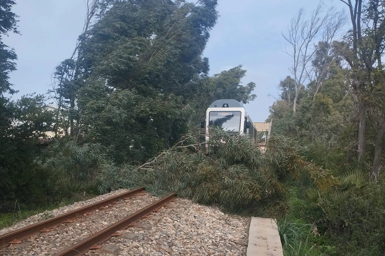 Il ramo tra i binari