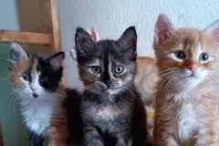 Gattini in una foto simbolo (archivio)