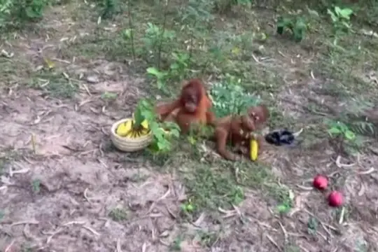 Scoperti in India cuccioli di orango, sospetto traffico di animali