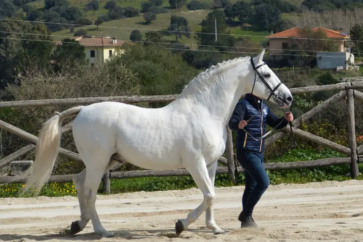 Uno degli stalloni protagonisti (foto concessa)