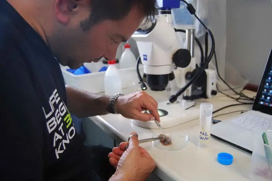 Il biologo Andrea De Lucia al lavoro