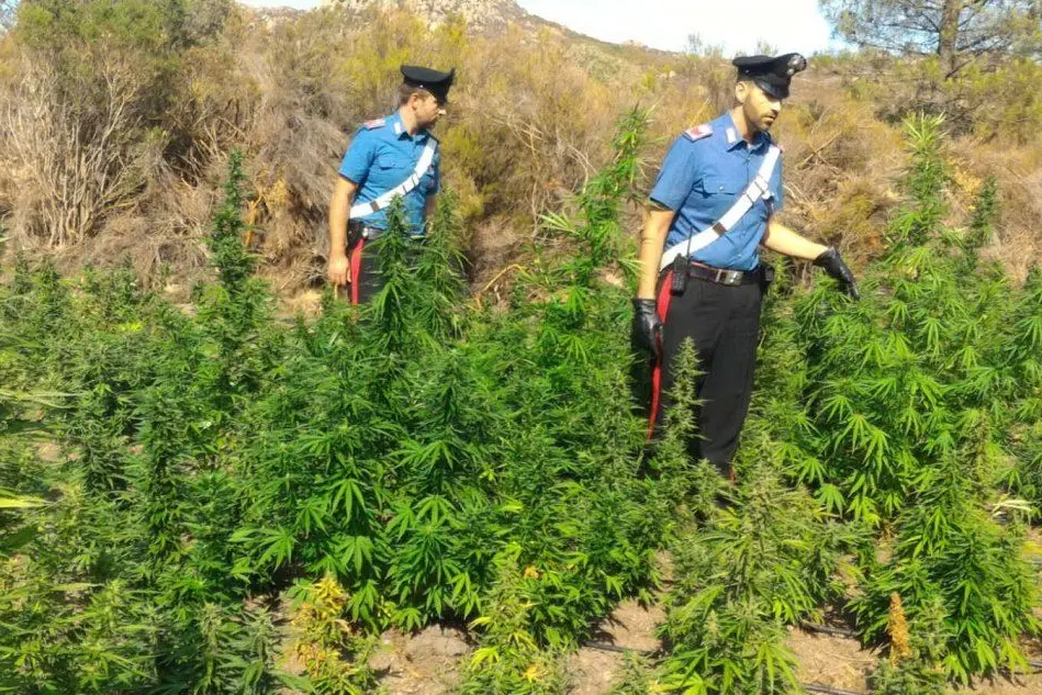 Le piante di marijuana (foto carabinieri)