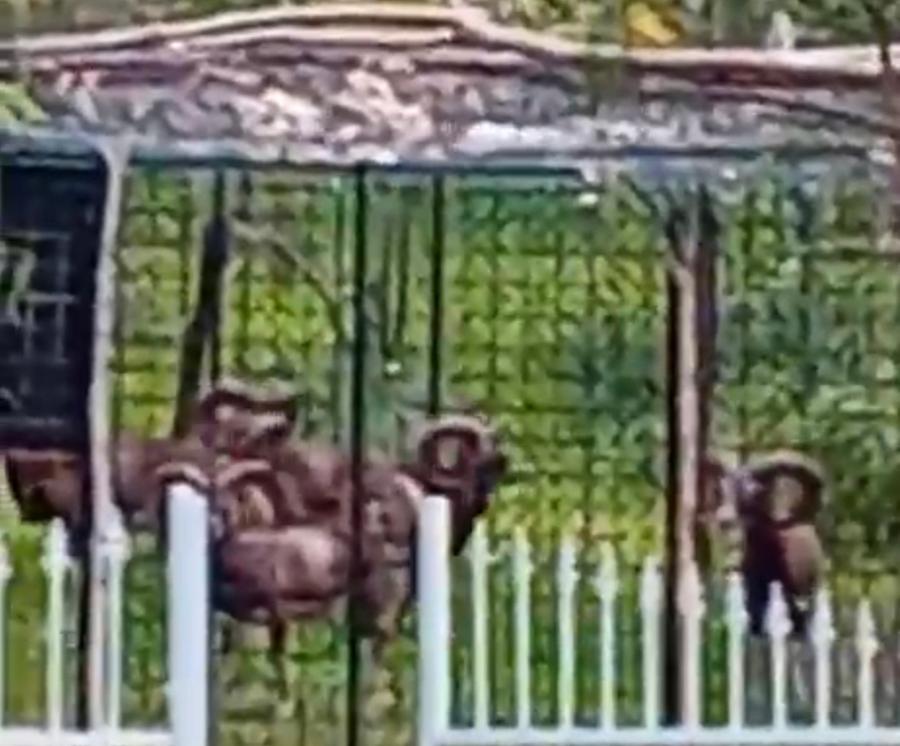 I primi quattro mufloni catturati nella trappola allestita a Porto Frailis