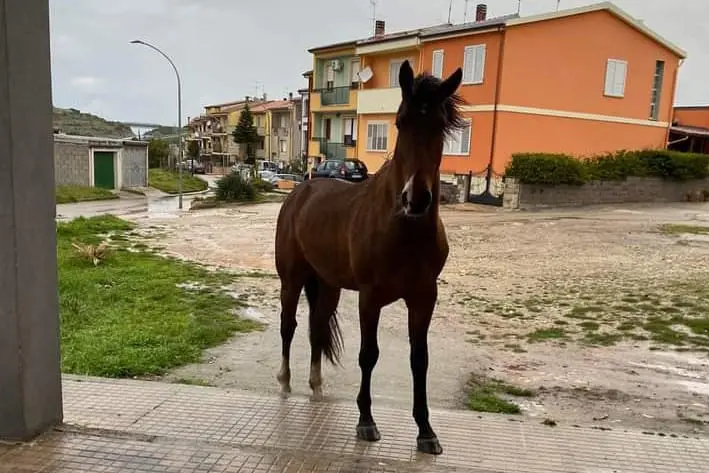 Il cavallo a spasso nel rione (L'Unione Sarda - Tellini)