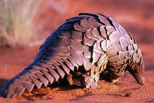 Un pangolino (Ansa)