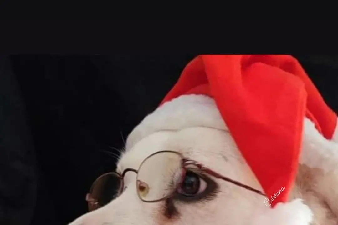 Buon Natale da Eva e da Alice Putzulu da Orotelli