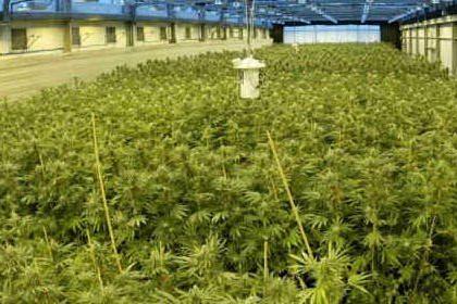 Una piantagione di marijuana