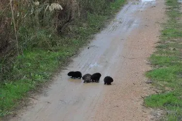 Alcuni cuccioli di nutria nel parco di Molentargius