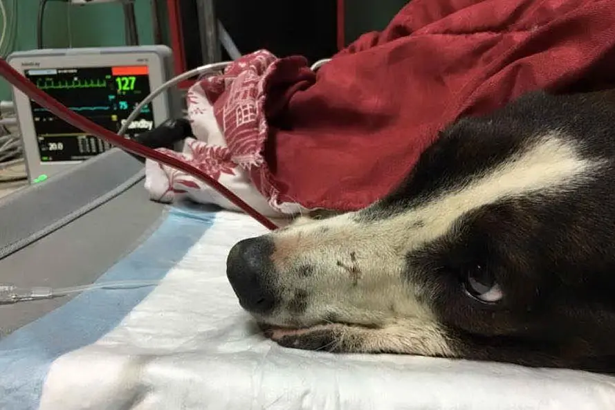 Freccia (la foto della clinica Duemari)