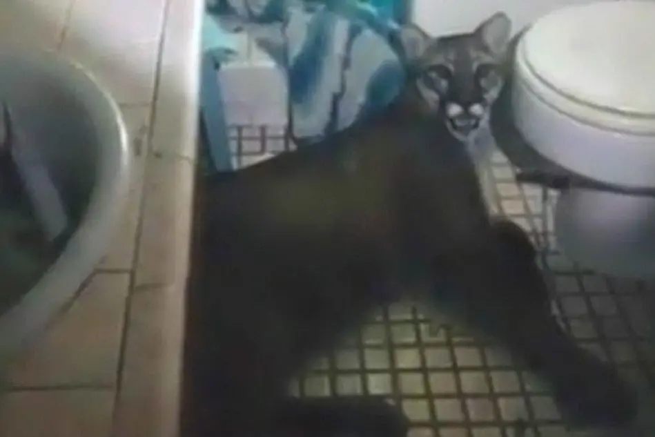 Il puma scoperto nel bagno dell'abitazione(foto da Twitter)
