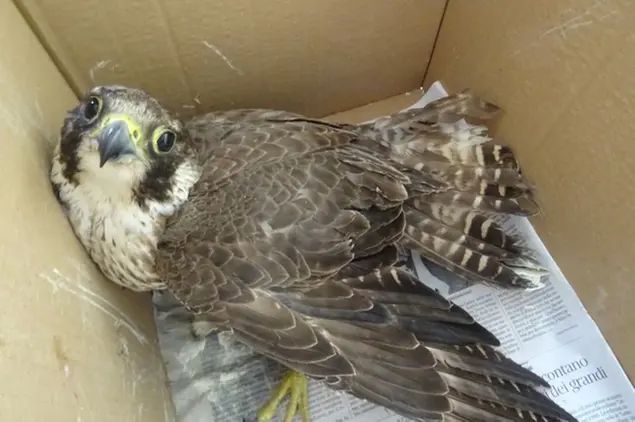 Un falco pellegrino (foto simbolo Ansa)