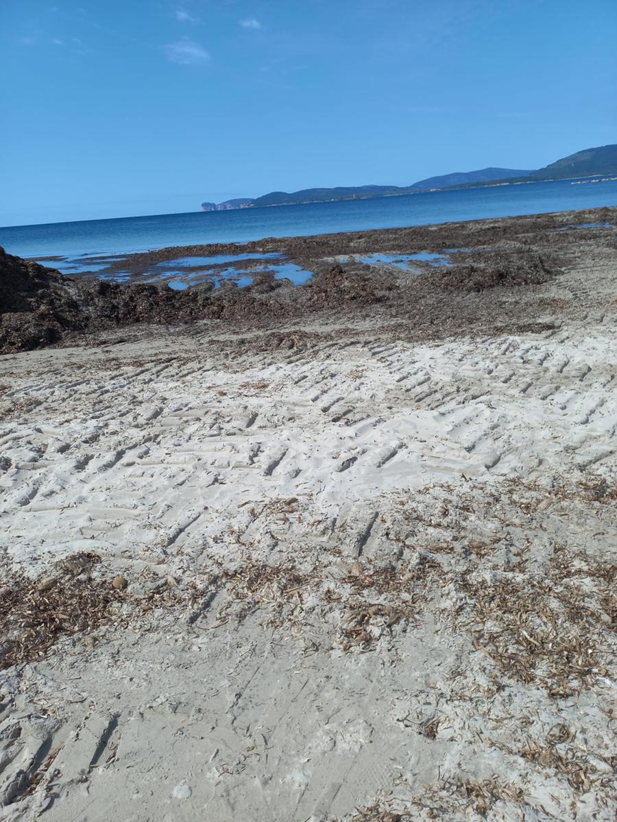 Posidonia ad Alghero, mezzi al lavoro e polemiche