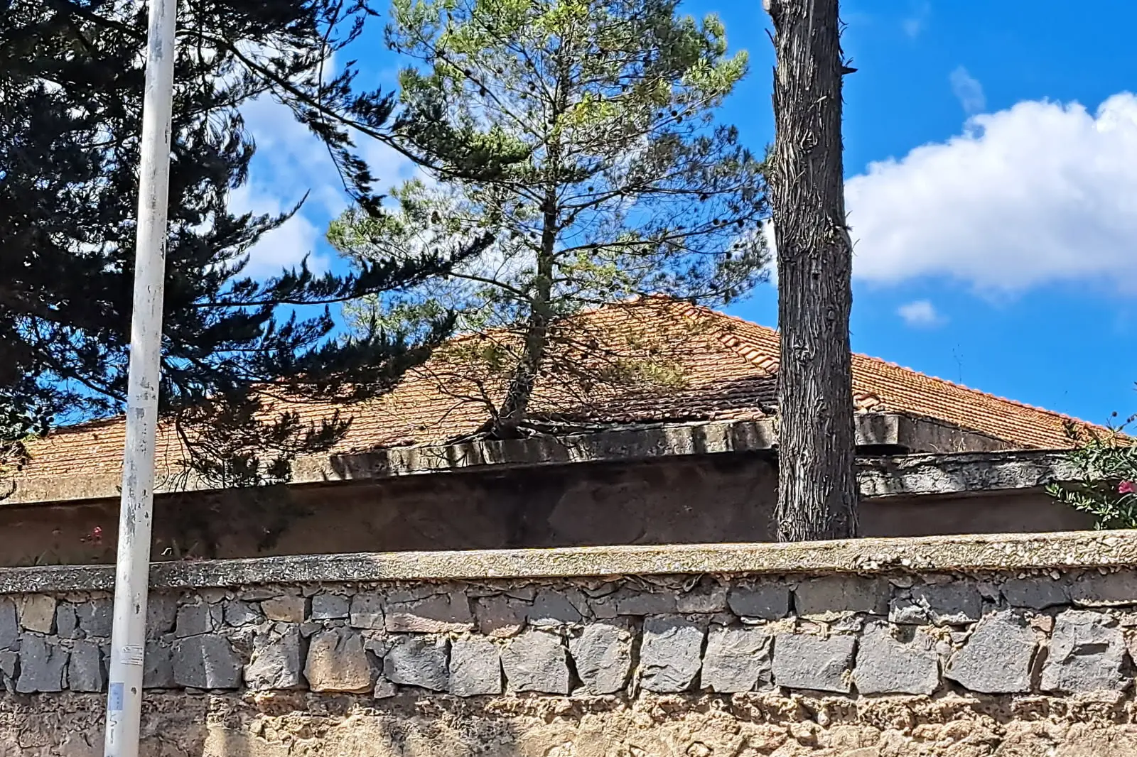 Un dettaglio dell’ex ospedale Conti di Sassari, dove un albero ha bucato il tetto di uno degli edifici (foto L'Unione Sarda)