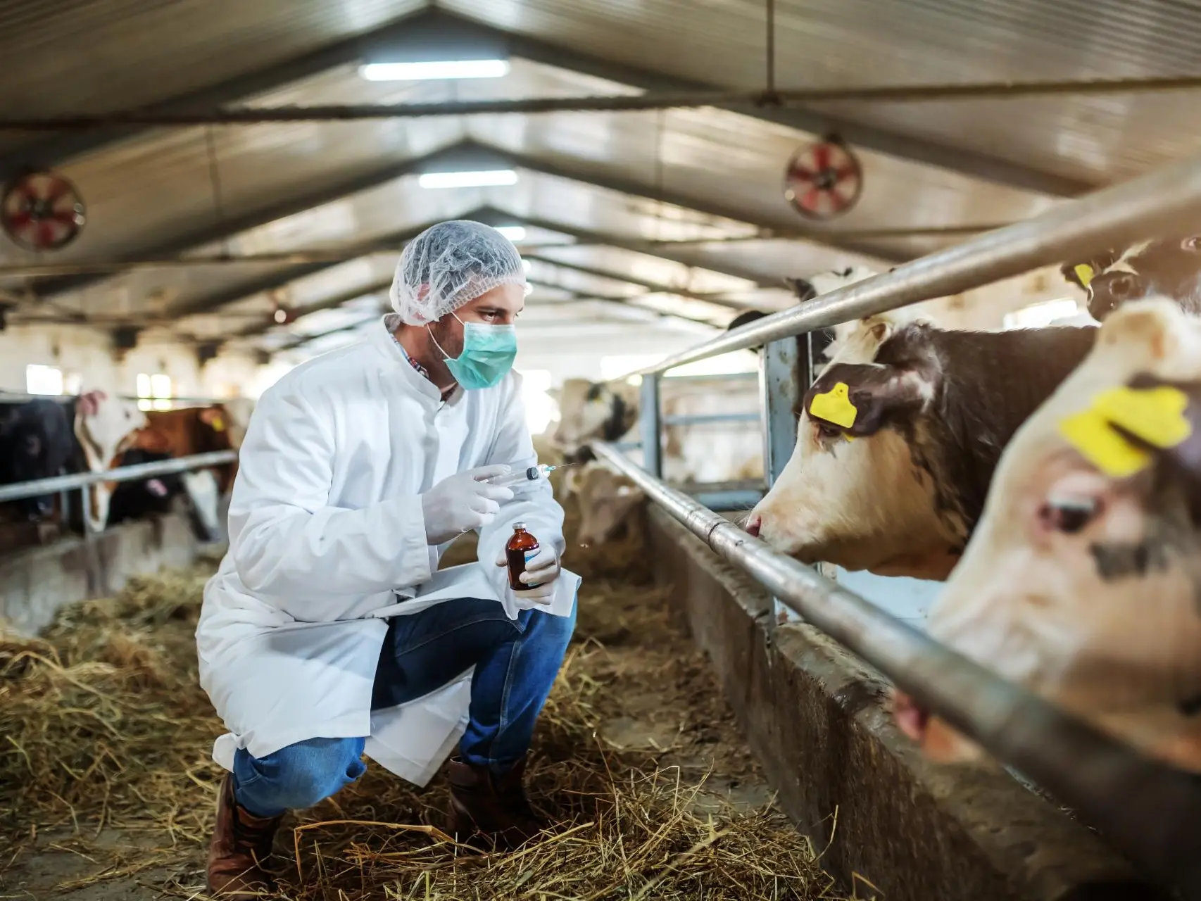 Allevamenti di bovini osservati speciali in Sardegna