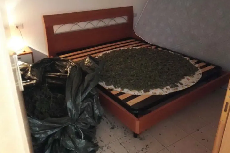 La marijuana ritrovata dai carabinieri