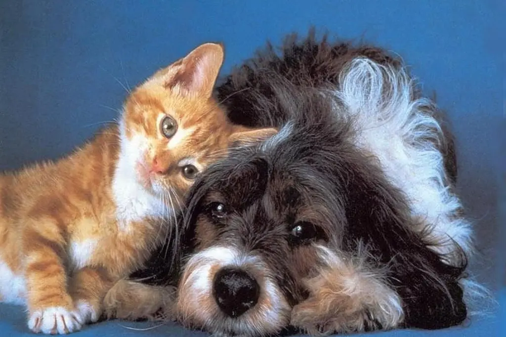 Un cane e un gatto (Archivio L'Unione Sarda)