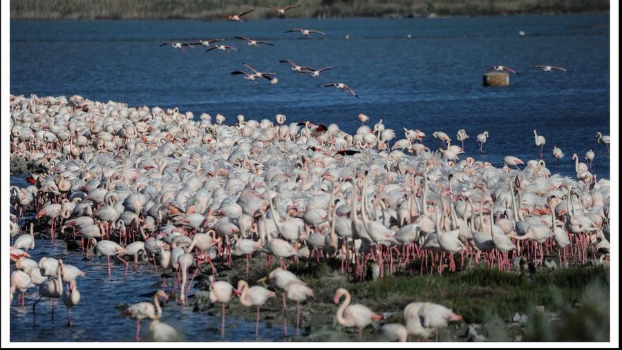 Lo stagno si tinge di rosa, è iniziata la nidificazione di oltre 10mila fenicotteri