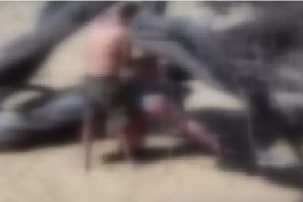 Lui la lega e la "appende" a un ginepro: azioni "spinte" alla luce del sole a Piscinas