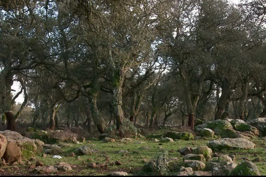 La foresta del Marganai, in territorio di Domusnovas