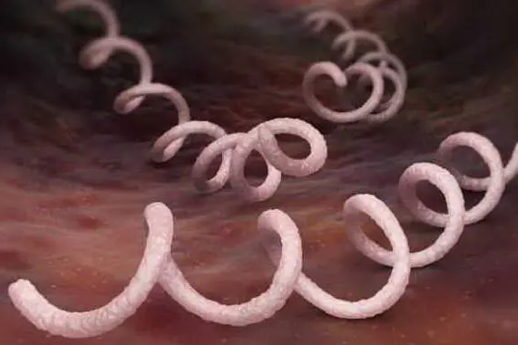 Il batterio della sifilide al microscopio (foto da microbiologiaitalia)