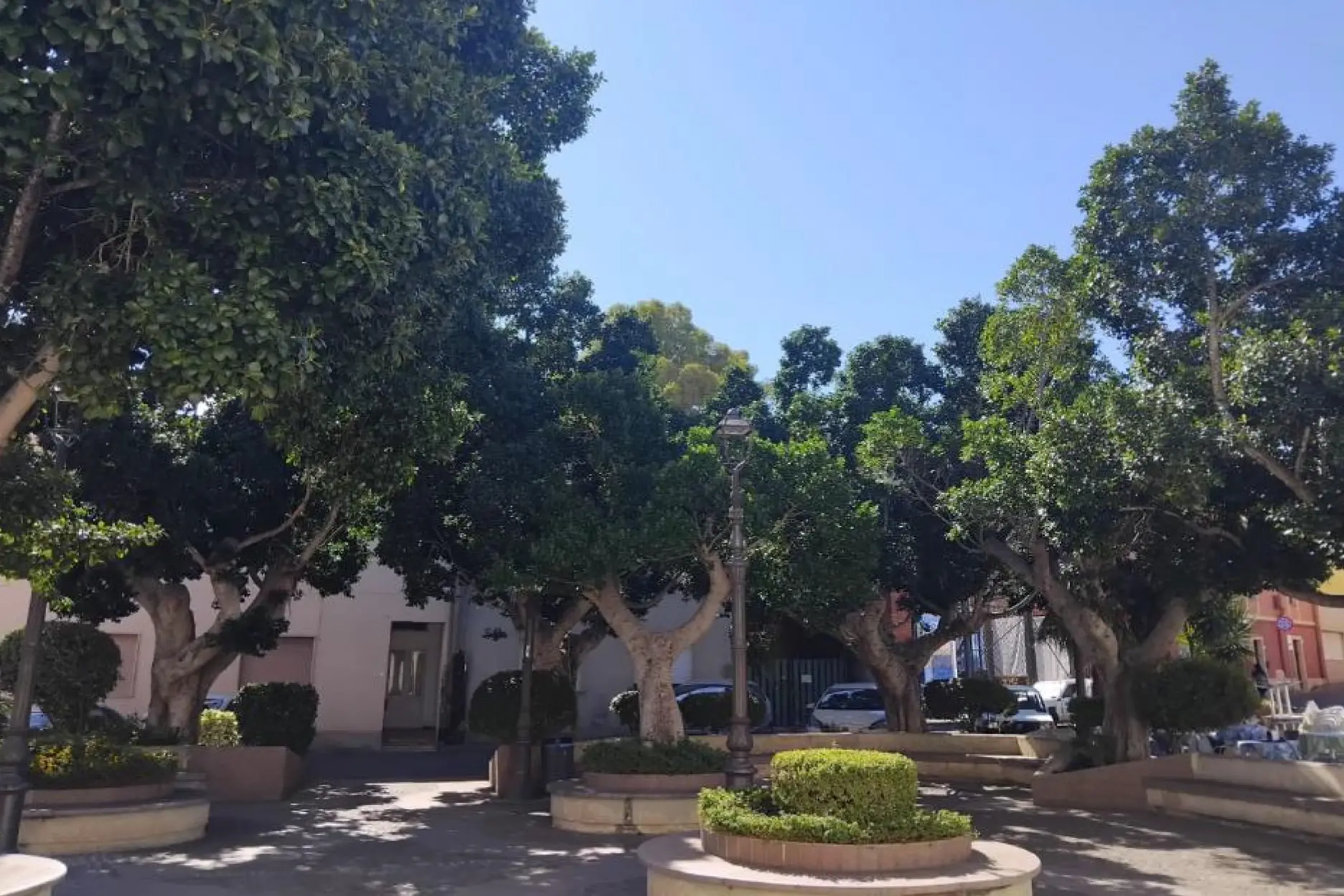 I ficus di piazza di chiesa (foto Murgana)