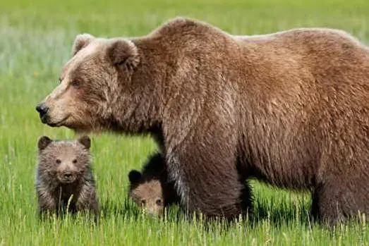 L'orso bruno