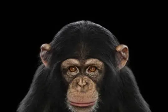 Uno scimpanzé