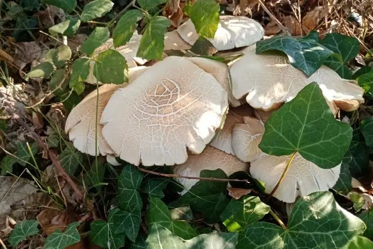 I funghi (Foto concessa dall'associazione)