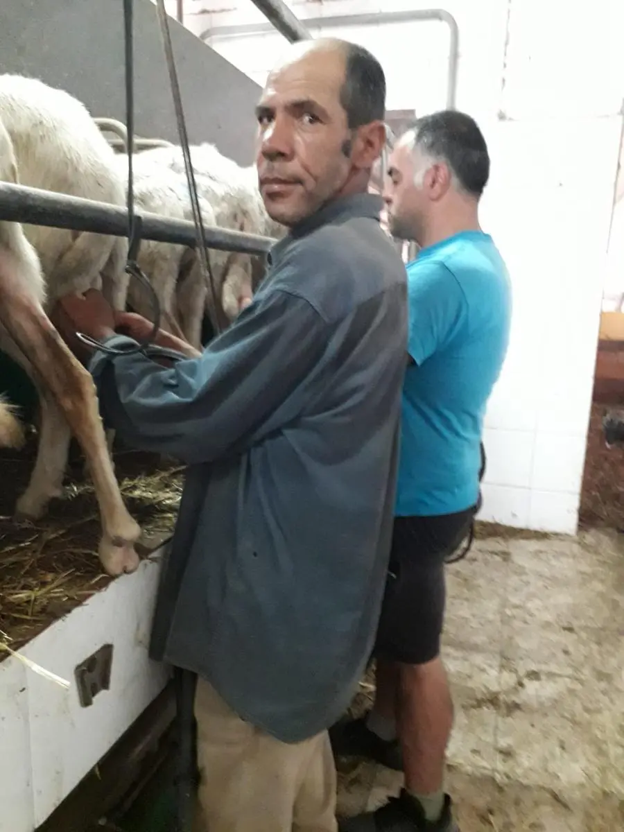 Sherbaz Rezai al lavoro nell'ovile di Villasor (foto Paolo Carta)