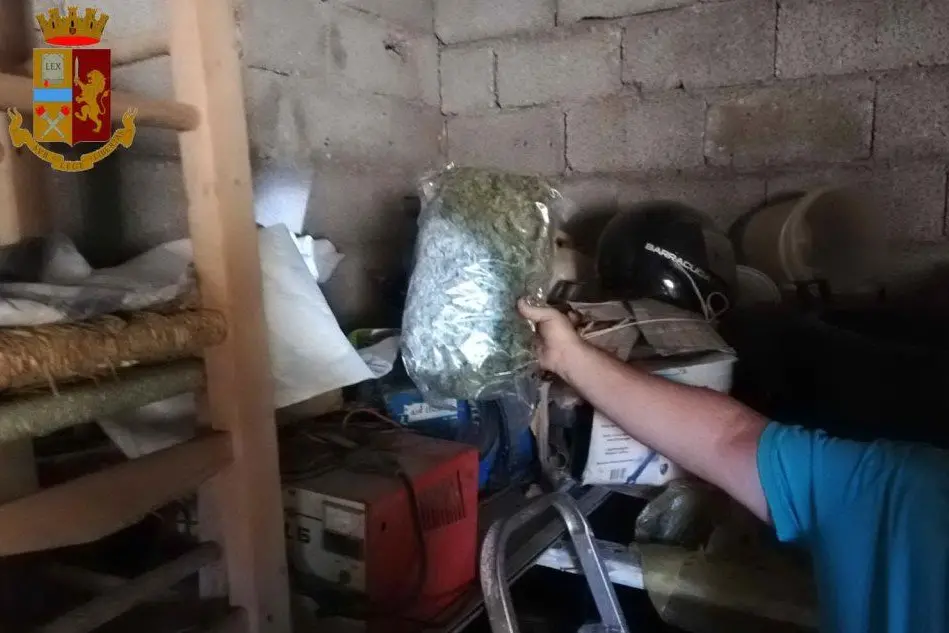 La marijuana trovata a Guasila (foto questura)