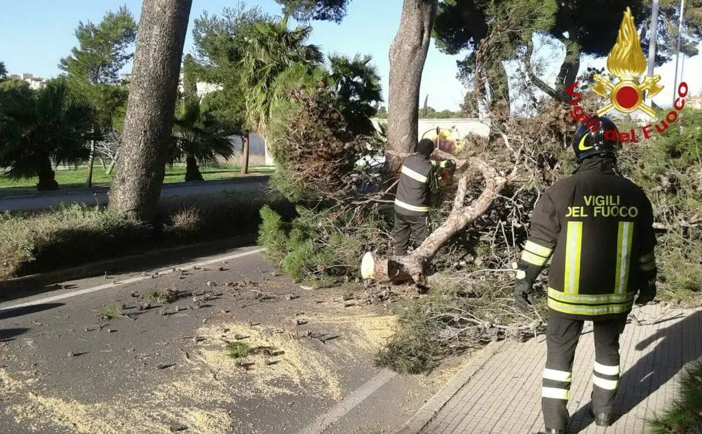 Le correnti hanno fatto cadere un albero di grosse dimensioni a Cagliari