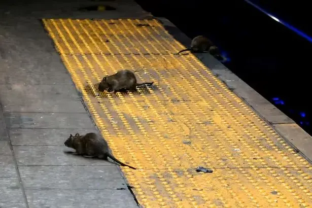 Topi nella metropolitana di New York (Ansa)