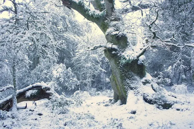 Una suggestiva immagine della roverella di Illorai sotto la neve (foto Mario Cossu)