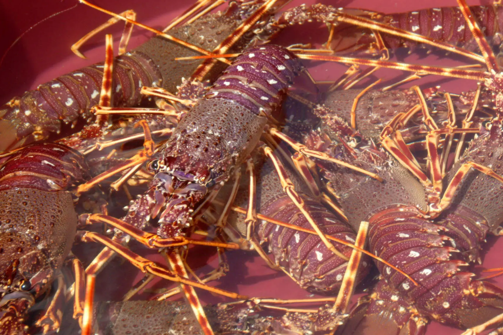 aragoste di Alghero - foto Gloria Calvi