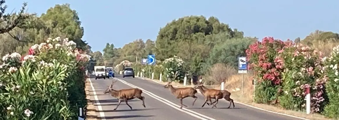 Cervi che attraversano la 195