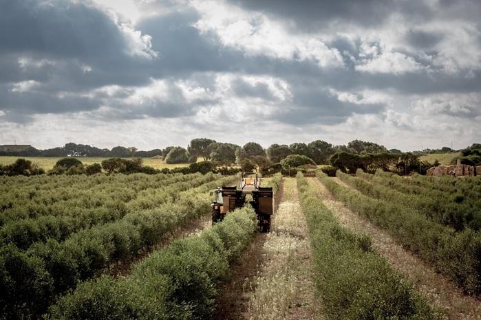 Alghero, l'azienda agricola Manca tra le 100 più sostenibili d'Italia