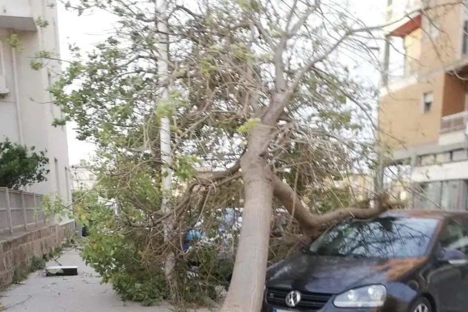 L'albero crollato in via Nuoro (Foto F.Murru)