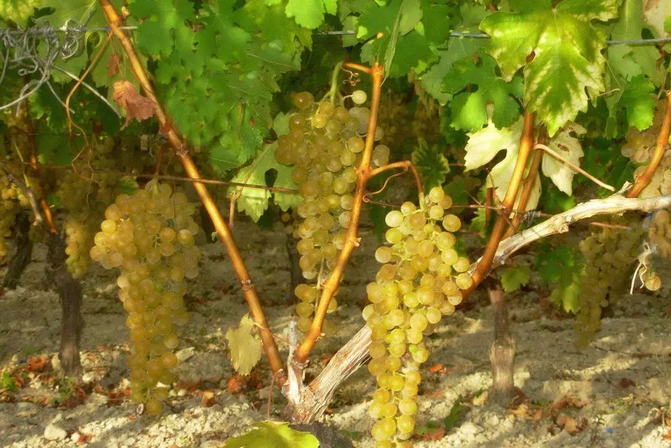 L'uva Malvasia protagonista del simposio di Alghero