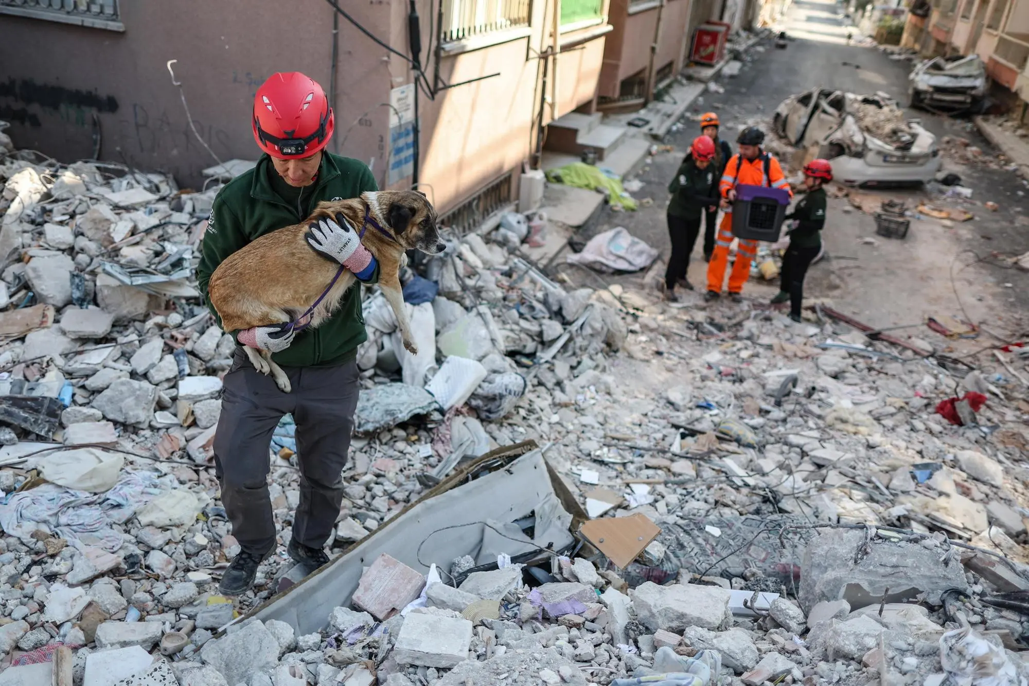 epa10479895 US members of Humane Society International rescue a dog with five puppies from the rubble after powerful earthquake in Hatay, Turkey, 20 February 2023. More than 45,000 people have died and thousands more are injured after two major earthquakes struck southern Turkey and northern Syria on 06 February. HAYTAP, The Federation of the Animals Rights in Turkey, rescued and treated approximately 700 animals in the animal field hospital. Animals, whose owners cannot be reached, are adopted by volunteers in other cities after being treated in the hospital. EPA/ERDEM SAHIN ATTENTION: This Image is part of a PHOTO SET