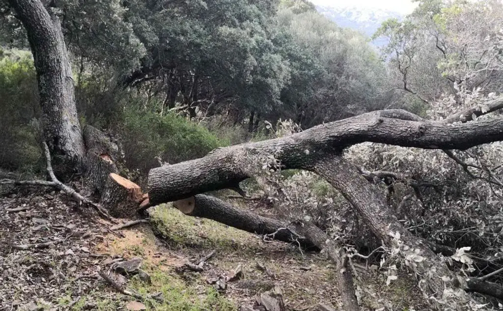Uno degli alberi di leccio tagliati (foto L'Unione Sarda - Pintori)