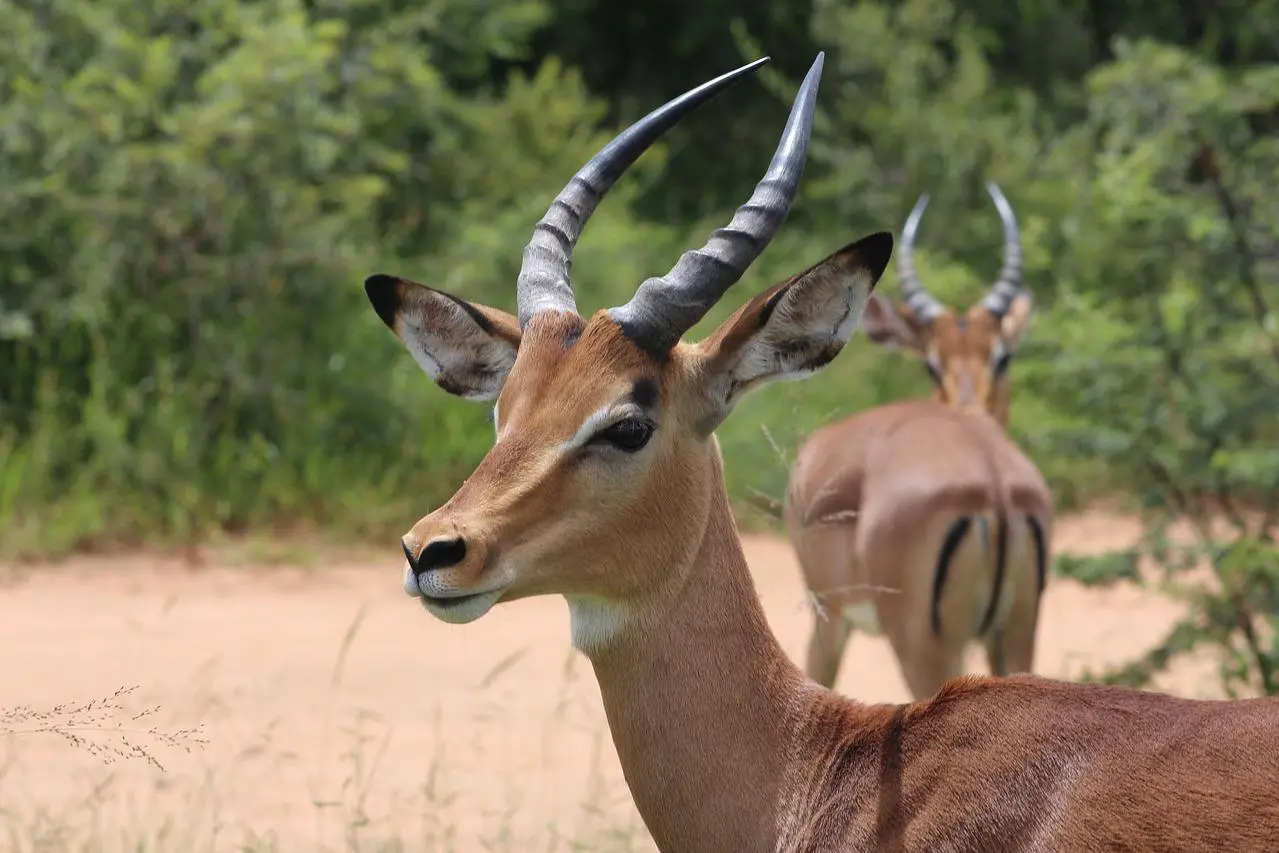 Un'antilope (foto Pixabay.com)