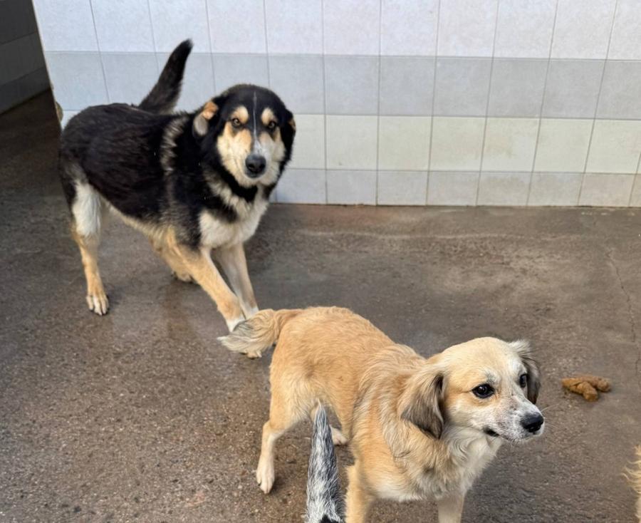 Si ripete oggi l’appuntamento con il microchip day