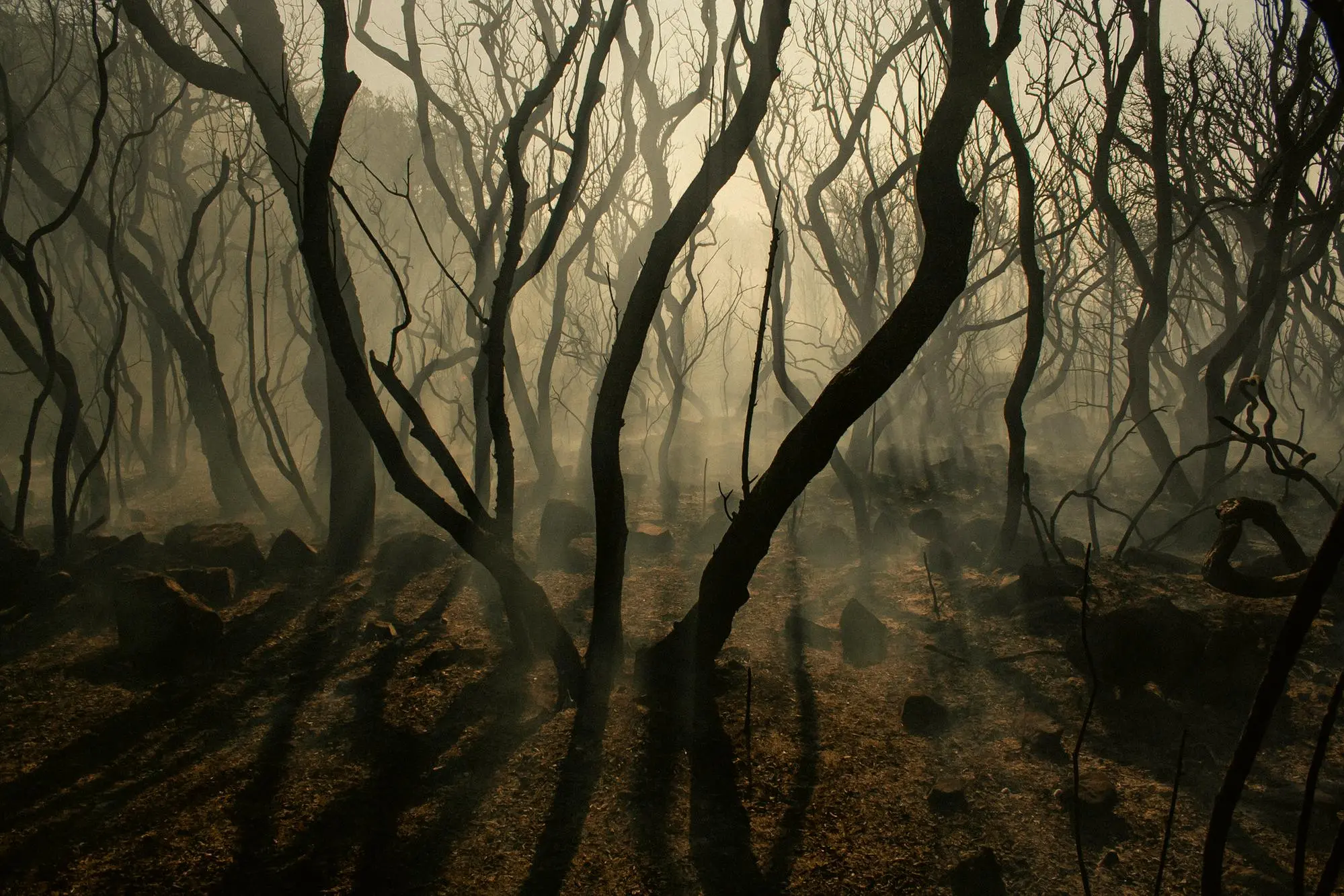 Bosco incendiato a Santa Giusta