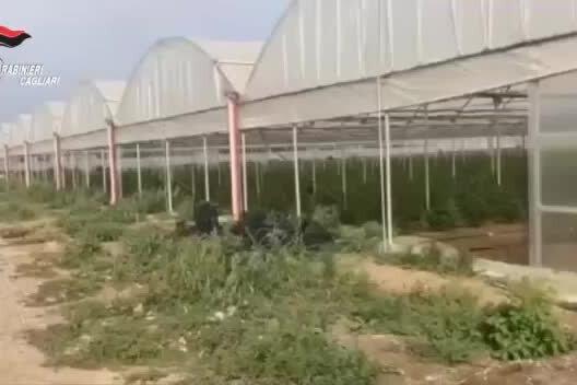 Centinaia di piante di cannabis sotto sequestro a Monastir, 4 arresti