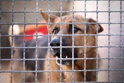 Cani randagi: il Comune di Oristano cerca nuove associazioni per il servizio di custodia